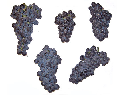 Grape clones