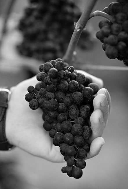 Hands holding pinot grapes