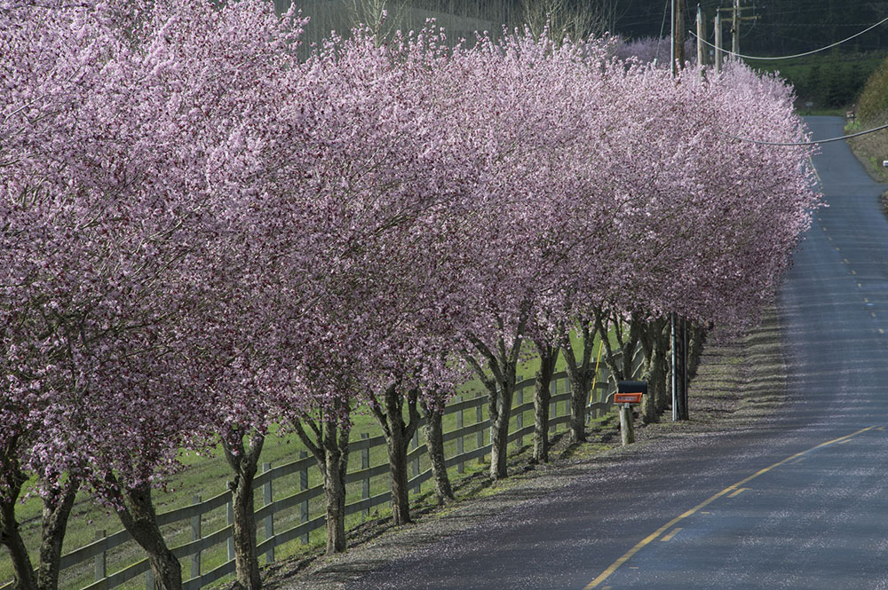 Blossoms oregon wine country spring Keeler Estate