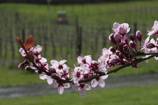 Keeler Estate Vineyard - Oregon Spring