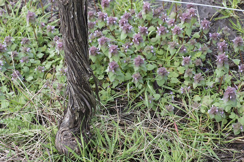 Flowers at the base of the grapevine root