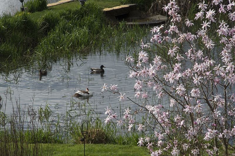 Ducks in the pond at Keeler Estate