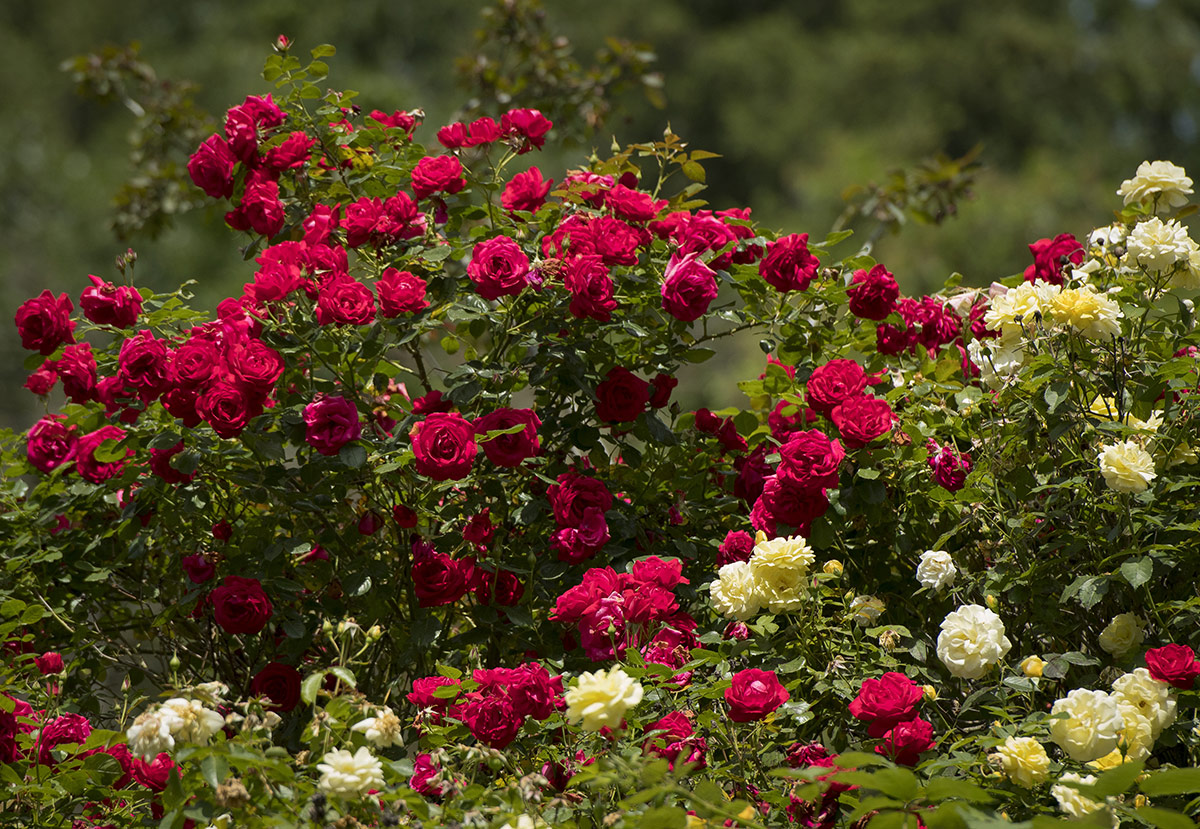 Roses at Keeler Estate