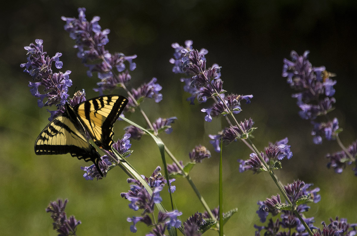 Butterfly on lavender
