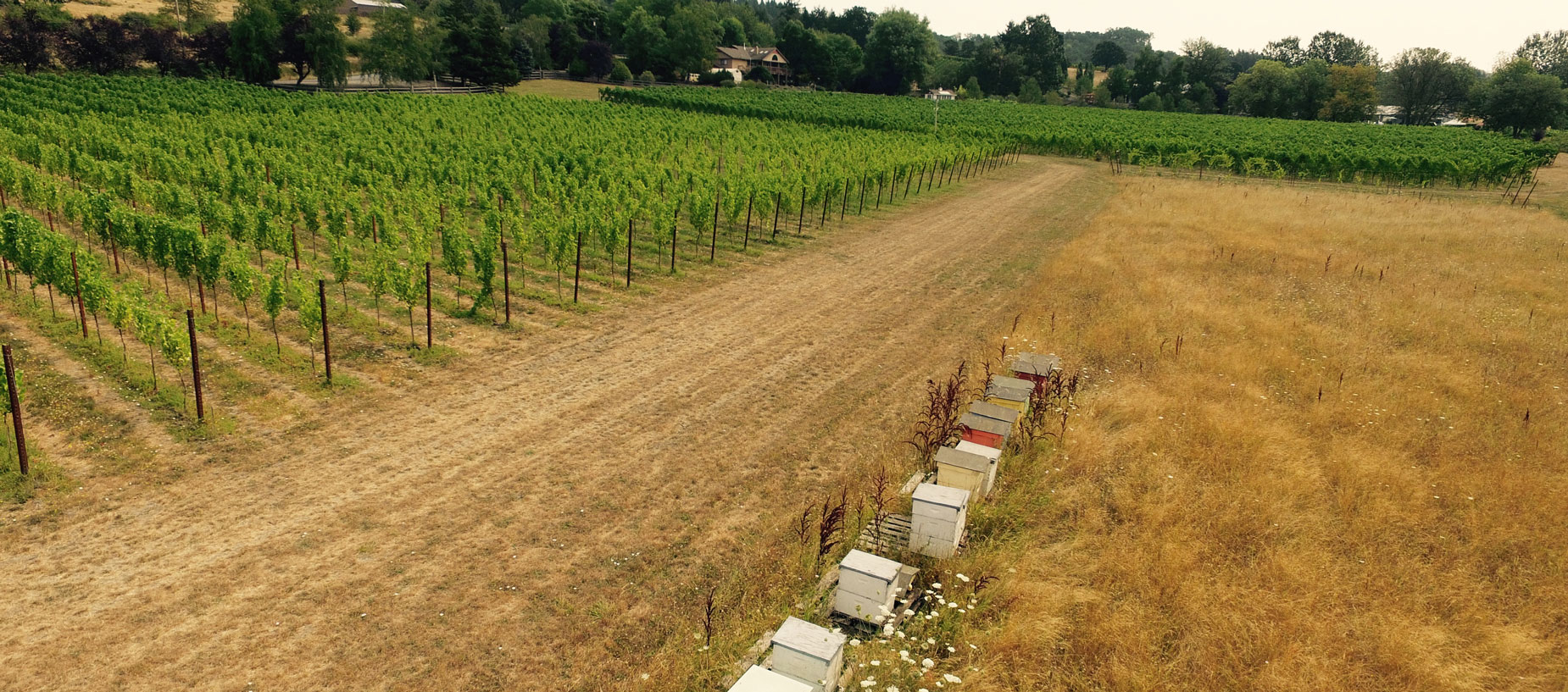 View of the vineyard and bee hives