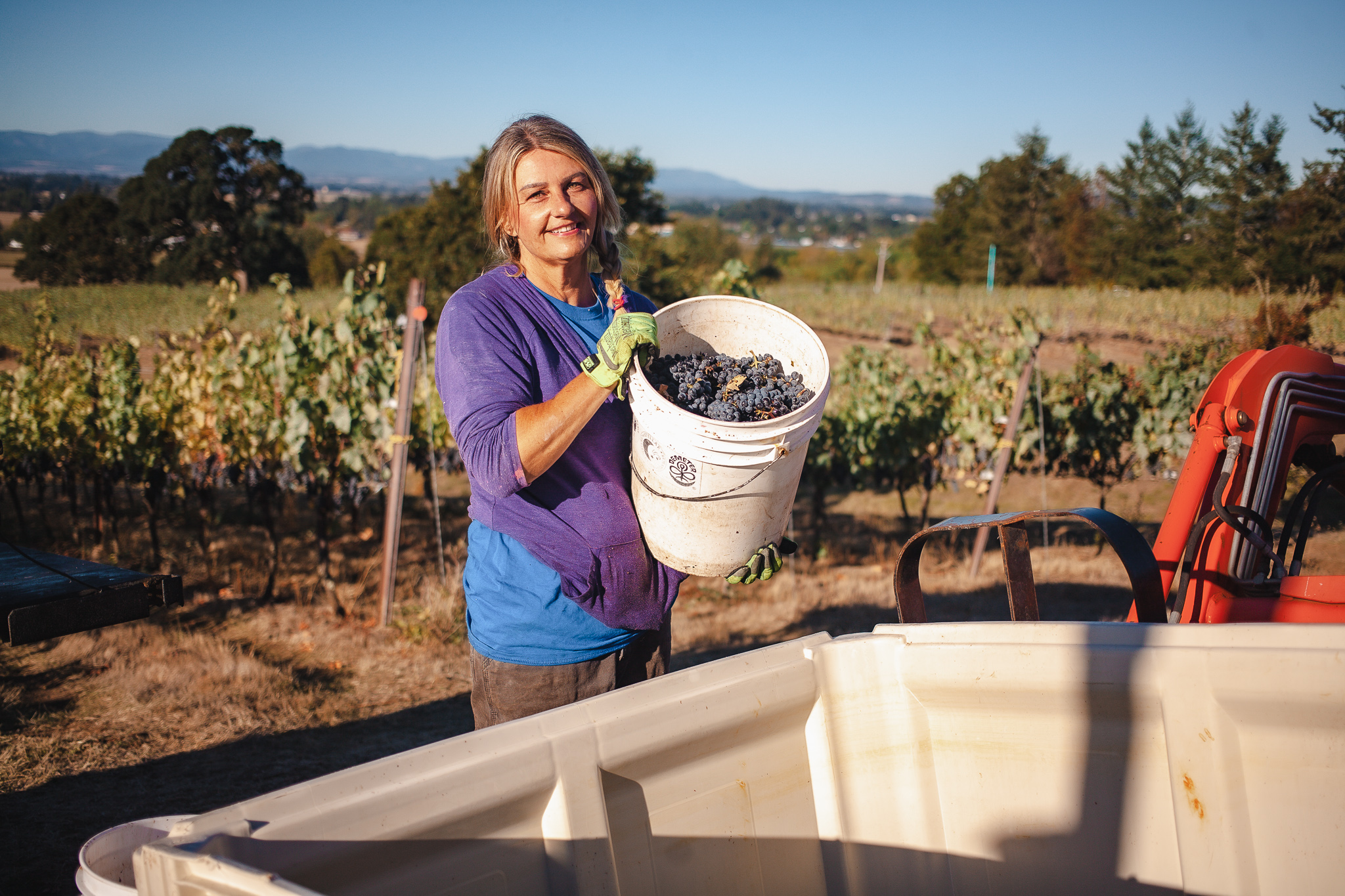 Woman transporting harvested grapes from the bucket to the container