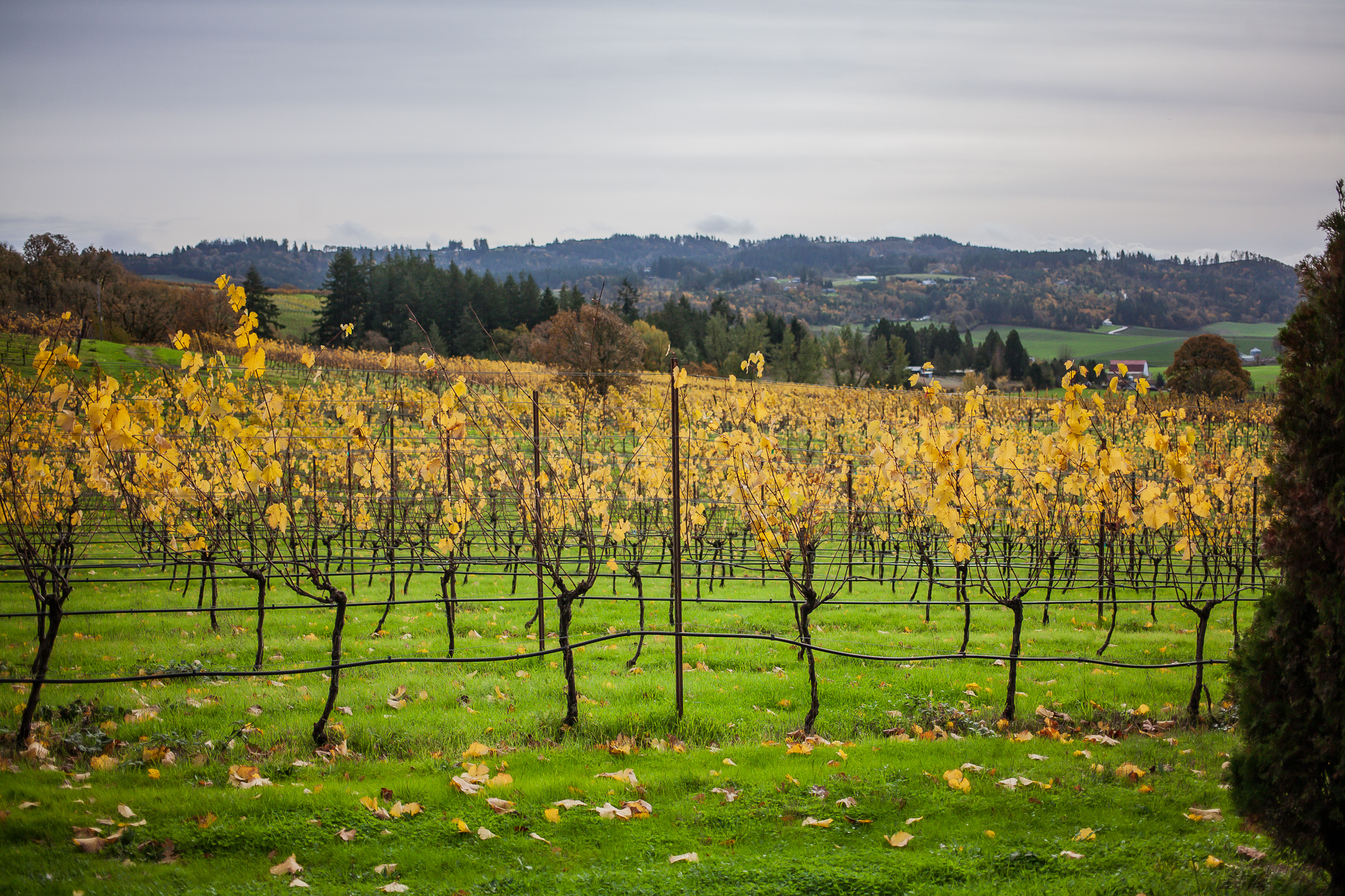 Fall leaves changing color in the Keeler Estate Vineyard